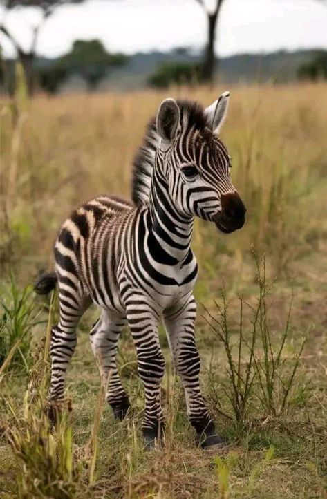 Savannah Animals, Animals In Nature, Wild Animals Photography, Cutee Animals, Real Animals, Land Animals, Rainforest Animals, Wild Animals Pictures, Baby Zebra