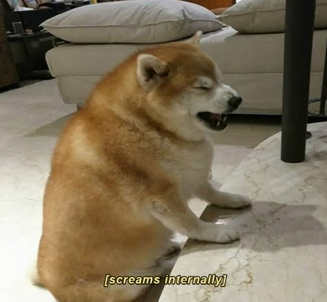 Fat Dog, Dog Meme, White Dog, Shiba Inu, Animal Memes, I Want, On Twitter, Memes, Funny