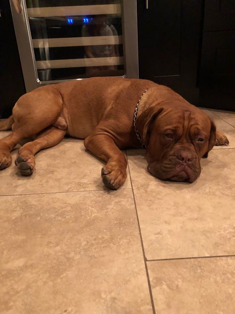 Romeo  French mastiff French Mastiff Dog, Italian Mastiff, French Mastiff, Paw Paws, Mastiff Dogs, Dog Names, Dog Training, Cute Puppies, Twins