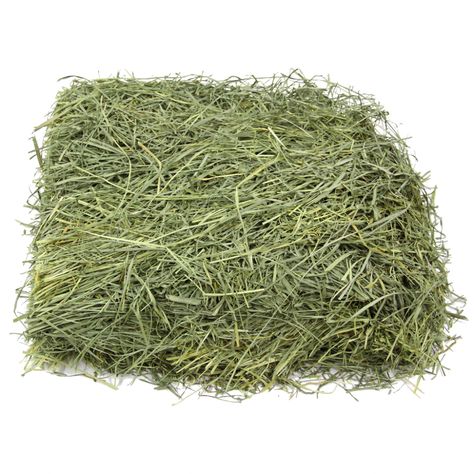 Hay Store, Grass Hay, Hay Bag, Pig Stuff, Blue Green Color, Dream Barn, Pet Bunny, Scotland Uk, Farms Living