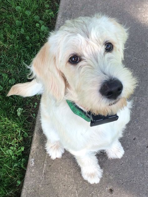 Labradoodle Straight Haired Labradoodle, Labradoodle Straight Hair, Aurora Haircut, Straight Hair Labradoodle, Labradoodle Haircuts, F1 Labradoodle, Labradoodle Haircut, White Labradoodle, Goldendoodle Haircuts