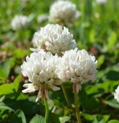 Amazon.com: SeedRanch White Dutch Clover Seed: Nitro-Coated & Inoculated - 10 Lbs.: Toys & Games White Dutch Clover, Pine Seeds, Clover Seed, Seeding Lawn, White Clover, Flower Mix, Perennial Grasses, Erosion Control, Grass Seed