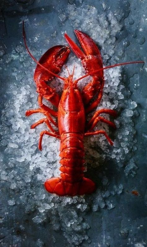 Ocean Creatures Art, Lobster Cake, Food Photography Tutorial, Food Art Photography, Fish Feed, Lobster Recipes, Food Graphic Design, Food Painting, Food O