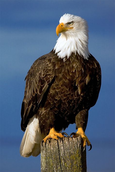 Eagle Photos, Kenai Peninsula, Morning Sunlight, Fill The Frame, Big Birds, Eagle Pictures, Bald Eagles, Get Lucky, Cute Krishna