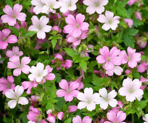 Hardy geranium varieties: 15 cranesbills for every garden | Geranium Biokovo, Geranium Pratense, Geranium Macrorrhizum, Geranium Rozanne, Cranesbill Geranium, Hardy Geranium, Geranium Flower, Magenta Flowers, Best Perennials