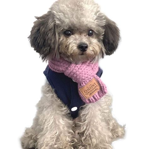 Puppy Jewelry, Cat Winter, Bandana Colors, Pet Scarf, Dog Scarfs, Small Puppies, Winter Dog, Warm Scarf, Cat Pet Supplies