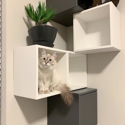 9 Stylish IKEA Hacks Your Cat Will Love | Apartment Therapy Cube Ikea, Ikea Hacks For Cats, Ikea Cat, Ikea Algot, Ikea Style, Toy Storage Bench, Ikea Eket, Cat Cube, Ikea Australia