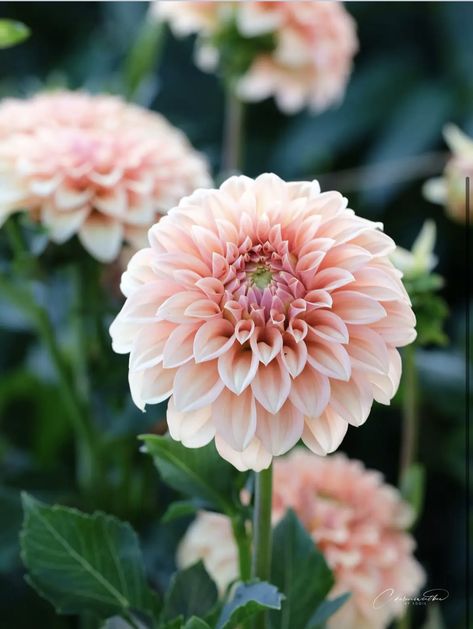 Flower Season, Peach Melba, Door Display, Door Displays, Cute Strawberry, Favorite Flowers, Light Peach, Crepe Paper, Pretty Flowers