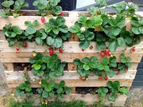 Vertical Pallet Garden, Herb Garden Pallet, Strawberry Planters, Vertical Vegetable Garden, Vegetable Garden Diy, Strawberry Garden, Pallet Planter, Strawberry Plants, Pallet Garden