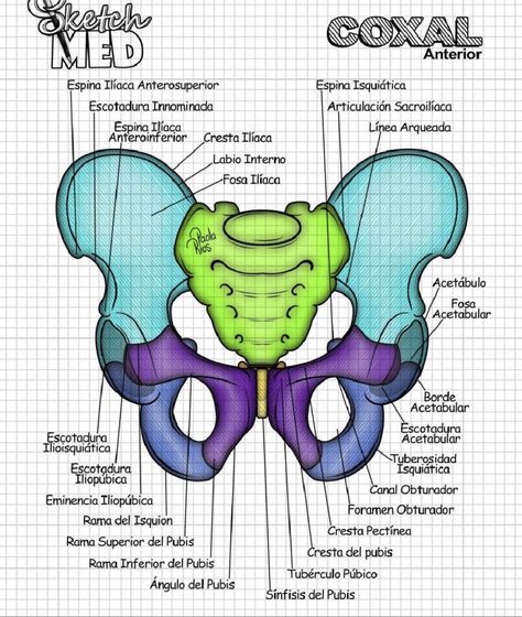 Studying Medicine, Nursing School Motivation, Medicine Notes, Medical School Life, Basic Anatomy And Physiology, Nurse Study Notes, Biology Facts, Medical Student Study, Biology Lessons