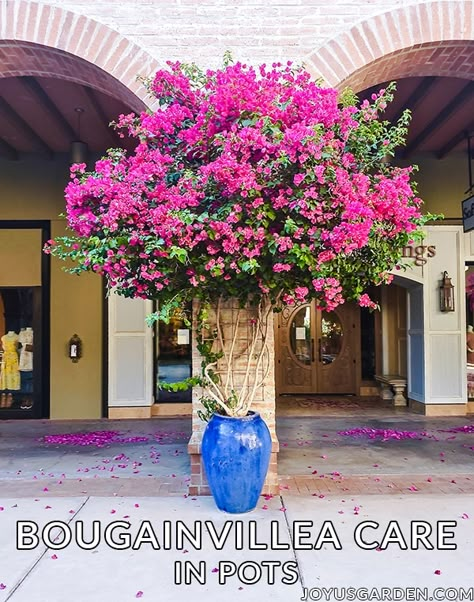 Bougainvillea In Pots, Bougainvillea Trellis, Bougainvillea Care, Bougainvillea Tree, Potted Plants Outdoor, Hanging Garden, Bougainvillea, Tropical Garden, Plant Wall