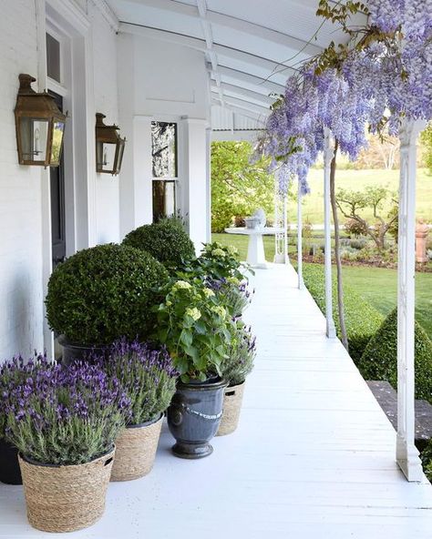 S T E V E C O R D O N Y on Instagram: "On stories…the first Q & A of the year. But also, wisteria. And also, Lavender 🤍 Wearing @fendi Image @g4george" Lavender Front Porch, Wisteria Front Porch, Lavender Doors Front House, Potted Lavender Outdoor, Wisteria In A Pot, Australian Country Houses, Potted Lavender, Inspiring Outdoor Spaces, Backyard Chicken Coop Plans