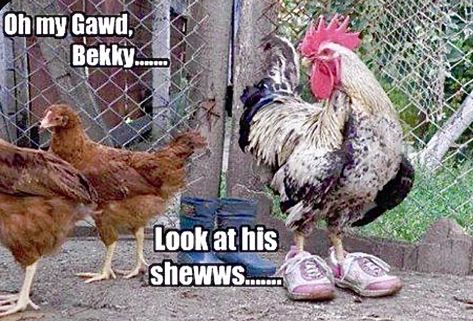 Funny Chicken Memes, Chicken Puns, Chicken Memes, Farm Humor, Cat Puns, Happy Motivation, Crazy Chicken Lady, Funny Chicken, Chick Flicks