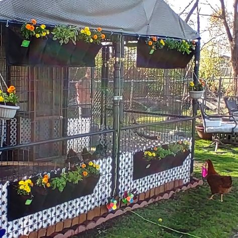 Walk In Coop Ideas, Chain Link Chicken Coop, She’d Into Chicken Coop, Eclectic Chicken Coop, Clear Roof Chicken Coop, Critter Proof Chicken Coop, Carolina Coops Inside, Chicken Coop Garden, Easy Chicken Coop