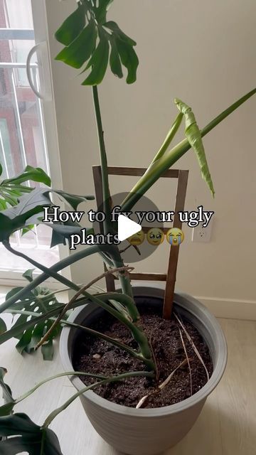 Monstera Propagation, Doing It For Me, Moss Pole, Compost Tea, Wish Me Luck, My Precious, Monstera Deliciosa, Water Me, Propagating Plants