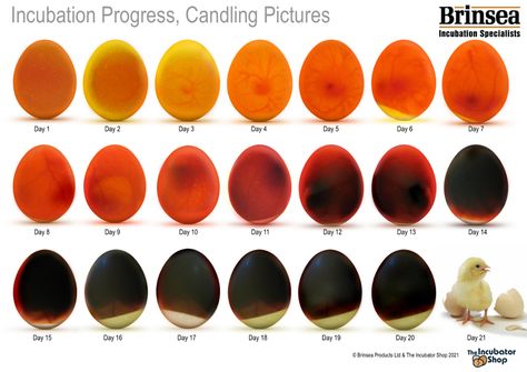 Egg Incubation Chart, Candling Chicken Eggs, Incubating Chicken Eggs, Egg Candling, Chicken Starter, Poultry Business, Hatching Chickens, Chicken Incubator, Hatching Chicks