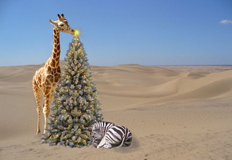 Christmas & New Year Safaris in Africa “Christmas…that magic blanket that wraps itself about us, that something so intangible that is like a fragrance. It may weave a spell of nostalgia, Chri… Christmas Safari, Safari Christmas, Africa Safari Lodge, Christmas Lights Trees, Africa Safari Clothes, Lights Trees, Safari Outfits, Safari Art, Xmas Design