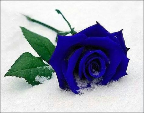 Purchase bare-root Royal Blue Roses That Last A Year and plant them soon. Drench the roses medium-term to rehydrate them. Hurl a bunch of superphosphate into each planting opening. Fill in with a mix of characteristic soil and mulch or grower blend. Rosé Hd, Blue Rose Flower, Blue Roses Wallpaper, Rose Flower Photos, Blue Flower Wallpaper, Snow Flower, Rose Flower Wallpaper, Rose Background, Wallpaper For Sale