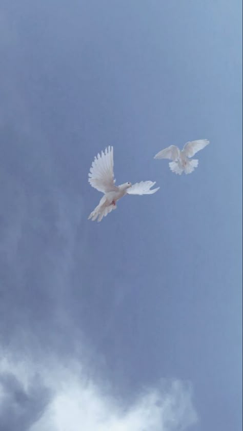 Dove Aesthetic Wallpaper, Dove Bird Aesthetic, Birds Wallpaper Aesthetic, Dove Aesthetic Bird, Burung Aesthetic, Birds Aesthetic Wallpaper, Bird Wallpaper Aesthetic, Bird Aesthetic Wallpaper, Peaceful Wallpaper Aesthetic