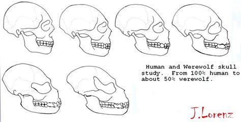 Werewolf Skull, Werewolf Anatomy, Werewolf Character Design, Wolf Anatomy, Animal Skull Drawing, Werewolf Character, Werewolf Transformation, Figure Construction, Call Of The Void