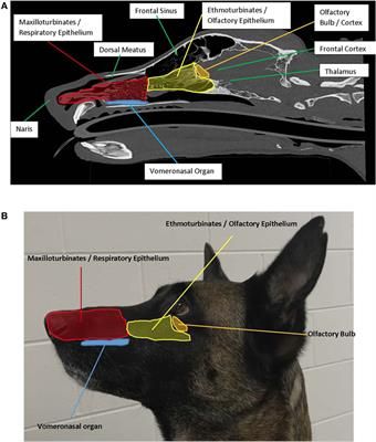 The impact of health, management, and microbiota on olfactory function in canines has not been examined in review. The most important characteristic of the detection canine is its sense of smell. Olfactory receptors are primarily located on the ethmoturbinates of the nasal cavity. The vomeronasal organ is an additional site of odor detection that detects chemical signals that stimulate behavioral and/or physiological changes. Recent advances in the genetics of olfaction suggest that genetic ... Anatomical Reference, Nasal Septum, Detection Dogs, Belgian Malinois Dog, Puppy Time, Nasal Cavity, Limbic System, Malinois Dog, Sense Of Smell