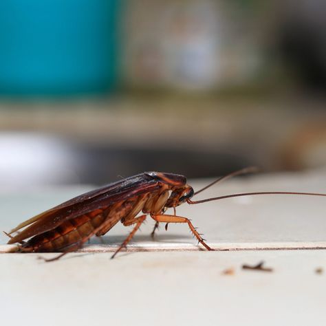 How to Get Rid of Cockroaches in the Home and Yard Kill Roaches, House Bugs, Bee Traps, Get Rid Of Spiders, Cockroach Control, Household Pests, Types Of Insects, Bees And Wasps, Bug Control