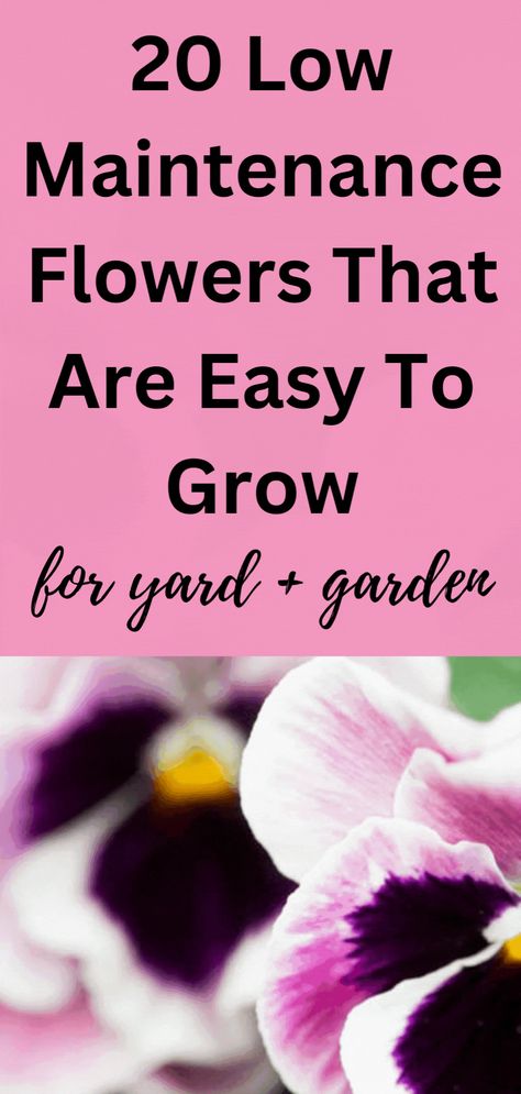 These easy to grow flowers for the yard and garden are low maintenance. They can be grown by busy people who don't have a lot of time for gardening! 20 easy, low maintenance and Beautifullll flowers found here! Low Maintenance Flowers, Easy To Grow Flowers, Easy Flowers, Grow Flowers, Yard And Garden, Busy People, Grow Your Own Food, Green Garden, Garden Cottage