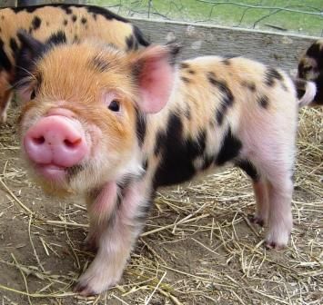 Kunekune Pigs, Kune Kune Pigs, Pet Pig, Teacup Pigs, Pot Belly Pigs, Pig Pictures, Pot Belly, Small Pigs