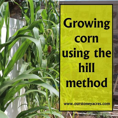 Growing corn using the hill method is a simple way to grow small amounts of corn in a garden that otherwise wouldn't have the space for a large corn crop. Grow Corn, Runner Tips, Growing Corn, Corn Plant, Homestead Gardens, Organic Vegetable Garden, Survival Gardening, Garden Veggies, Square Foot Gardening