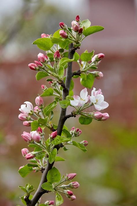 Tree branch with pink flower buds close-up on multicolor blurred background. Apple blossoms stock photography Tree Buds, Apple Blossoms, Plant Flower, Blurred Background, Apple Blossom, Flower Bud, Flowering Trees, Tree Branch, Robins