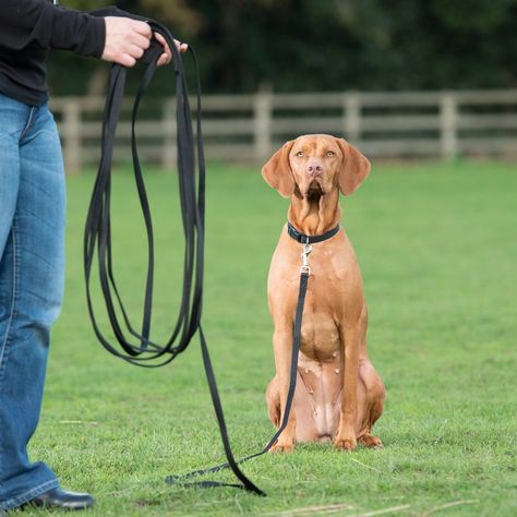 Train Your Dog To Poop On A Leash | A Dog Trainer's 5 Tips Loose Leash Walking, Dog Training Equipment, Best Dog Training, Dog Pin, Dog Trainer, Puppy Training, Training Your Dog, Dog Leash, Large Dogs