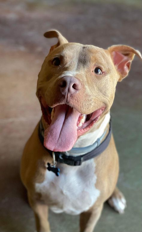 Dog Wallpaper Pitbull, Pitbull Astethic, Cute Pitbulls Aesthetic, Pitbull Dog Aesthetic, Pitbulls Aesthetic, Pitbull Dog Wallpaper, Pit Bull Aesthetic, Pitbull Wallpaper, Pitbull Aesthetic