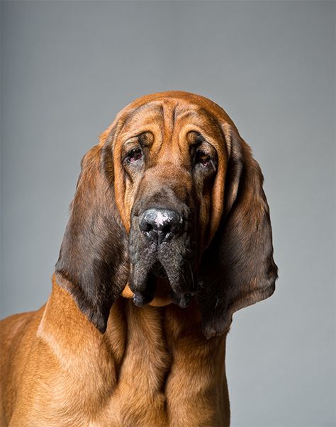 Bloodhound Dog Breed Picture Blood Hound, Dog Breeds Pictures, Bloodhound Dogs, Hound Breeds, Horses And Dogs, Pugs Funny, Bull Terrier Dog, Labrador Retriever Dog, Dog Obedience