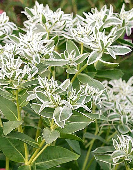 Euphorbia Flower, Snow On The Mountain, Euphorbia Plant, Zinnia Garden, Easy Perennials, Container Gardening Flowers, Lavender Garden, House Landscaping, Summer Garden Party