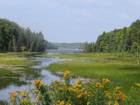 Spring Creek in the UP. Scenery Reference Photos, Creek Background, Background Images Landscape, Country Side Landscape, Creek Aesthetic, Photo Scenery, Creek Landscape, Environmental Photography, Field Aesthetic