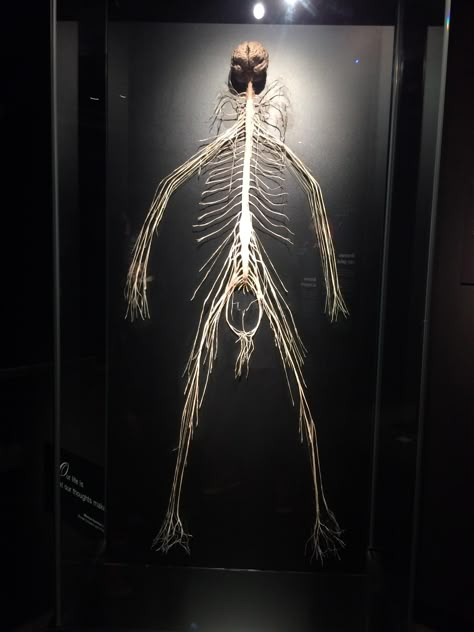 Brain and nervous system. BodyWorlds Amsterdam. Eye Nerves, Nervous System Anatomy, Human Nervous System, Brain And Nervous System, Human Body Science, Systems Art, $b Wallpaper, Parasympathetic Nervous System, Human Anatomy Art