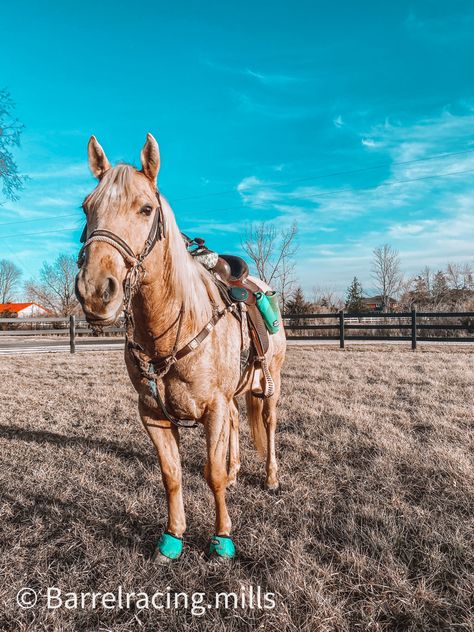 Palomino Barrel Horse, Palomino Horse Tack, Rodeo Aesthetic, Barrel Horses, Palomino Horses, Pictures With Horses, Cowgirl Stuff, Country Backgrounds, Horse Halters