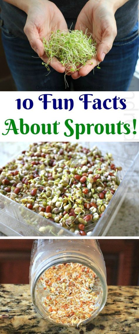 10 Fun Facts About Sprouts! Recipes With Sprouts, Ways To Eat Sprouts, How To Eat Sprouts, Using Sprouts, Home Grown Sprouts, Sprouts Recipes, How To Use Sprouts, Best Sprouts To Eat, Sprouts Benefits Nutrition