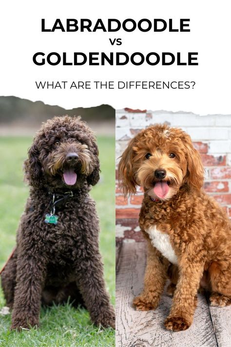 Labradoodle vs Goldendoodle: What are the differences? Golden Doodle Vs Labradoodle, Golden Doodles Full Grown, Labradoodle Grooming Style, English Cream Goldendoodle, Double Doodle Dog, Labradoodle Haircut Style, Labradoodle Vs Goldendoodle, Labradoodle Haircut, Labradoodle Grooming