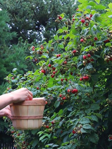 Berry Picking, Foto Art, Nature Aesthetic, Dream Garden, Country Life, Farm Life, Country Living, Secret Garden, Vegetable Garden