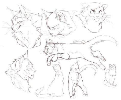 Cat Drawing Tutorial, Cats Art Drawing, Cat Anatomy, Warrior Cat Drawings, Warrior Cat Oc, Cat Reference, Cat Sketch, Warrior Cats Art, Cat Pose