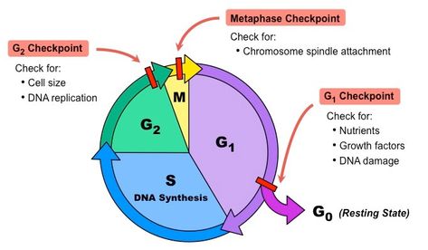 Checkpoints and regulation of cell cycle﻿ - Online Biology Notes Cell Cycle Diagram, Cell Biology Notes, Nuclear Membrane, Genetic Counseling, Eukaryotic Cell, Dna Replication, Medicine Studies, Cell Cycle, Ap Biology