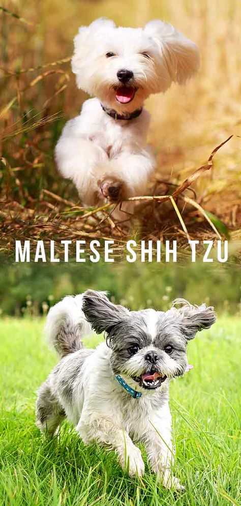 Maltese Shih Tzu Mix - Is This The Perfect Pint Sized Pet? Maltese Puppy Cut, Shih Tzu Maltese Mix, Puppy Care Tips, Maltese Shih Tzu, Otters Cute, Shih Tzu Mix, Bear Dog, Purebred Dogs, Maltese Puppy