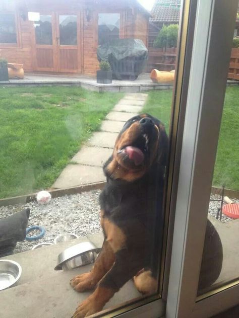 Rottweiler Funny, Rottweiler Love, Rottweiler Lovers, Very Cute Dogs, Baby Animals Pictures, Rottweiler Puppies, Rottweiler Dog, Let Me In, Pretty Dogs