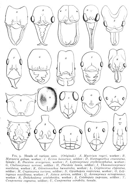 ant heads Ant Character Design, Insect Character Design, Ant Anatomy, Insect Oc, Bug Head, Ant Drawing, Big Ant, Ant Art, Macro Photography Insects