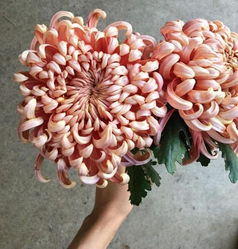 A beautiful coral peachy bloom Computer Work, Fiesta Tropical, Hands Holding, Chrysanthemum Flower, No Rain, Crimson Tide, Beautiful Blooms, Flower Child, Ikebana