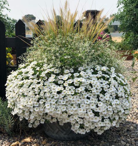 Full Sun Annuals For Pots, Planter Flower Ideas, White Container Garden, Garden Answer Laura Leboutillier, Diamond Frost Euphorbia, Garden Answer Laura, Georgian Garden, Desert Plains, Paradise Landscape