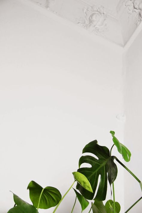 Monstera leaves are one of our favorites!  Follow all of our boards for skincare + wellness tips and tricks. Find us at www.herbivorebotanicals.com. Plant Graphic, Minimal Plant, Plants Are Friends, Cheese Plant, Green Life, Décor Diy, Green Plants, Green Living, Plant Life