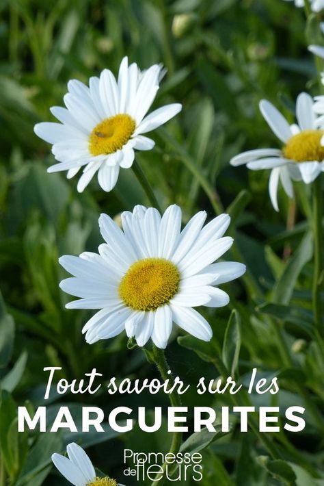 Marguerite - Leucanthemum : tout savoir - La Marguerite ou Leucanthemum est une vivace solide, rustique, à fleurs simples ou plus fantaisistes. Découvrez tout ce qu'il faut savoir et nos conseils pour bien la planter et la cultiver au jardin. #jardin #jardinage #vivace #marguerite Hufflepuff Herbology, Nature Crown, Flower Bouquet Drawing, Shasta Daisies, Valentines Day Coloring, Valentines Printables Free, Floral White, Miniature Garden, Small Gardens