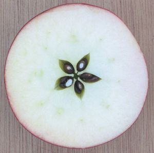 There are stars in your apples #roshhashanah #highholidays #apples #pjlibrary #jewish Apple Font, Thanksgiving Cornucopia, Apple Cut, Apple Theme, Apple Seeds, Cross Section, Red House, Tree Tattoo, Apple Tree